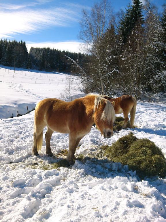 Ferienwohnung Schwarzwaldhof Titisee-Neustadt Eksteriør billede